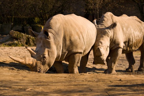 115 Nosorožec bílý tuponosý - jižní forma