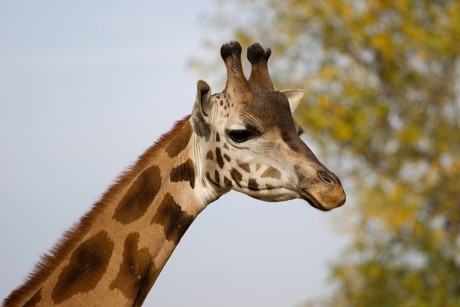187 Žirafa rothschildova