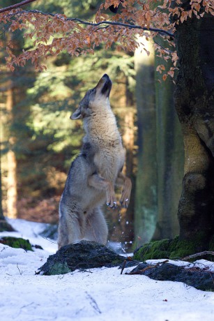 04 Vlk obecný (eurasijský)