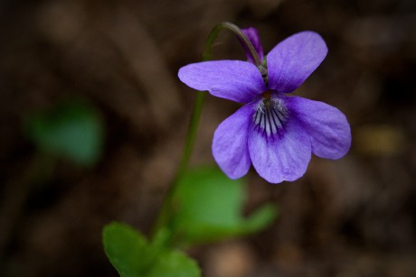 Violka lesní - Viola reichenbachiana (2)
