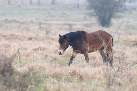 36 Divoký kůň - Exmoorský pony