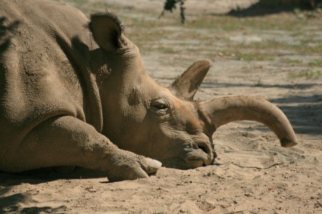 005 Nosorožec bílý tuponosý - severní forma "Sůdán"