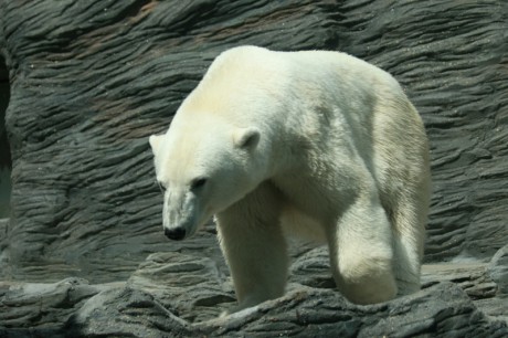 015 Lední medvěd