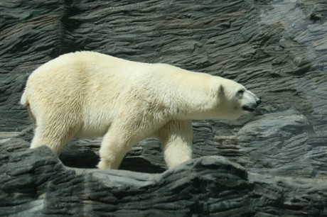 016 Lední medvěd