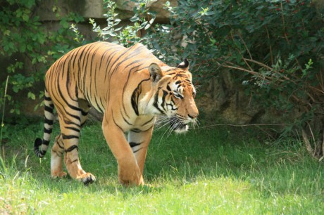 017 Tygr malajský