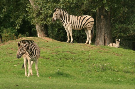 030 Zebra damarská