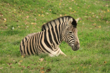 031 Zebra damarská
