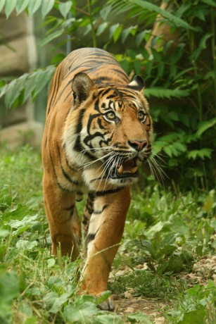 041 Tygr sumaterský