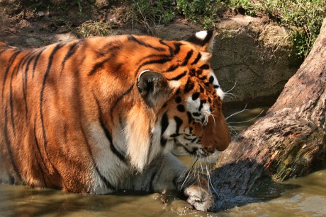 062 Tygr ussurijský