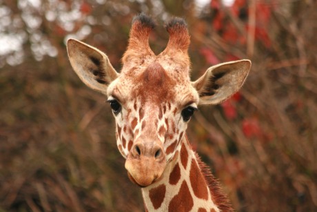 070 Žirafa síťovaná