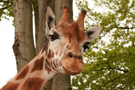 075 Žirafa Rothschildova