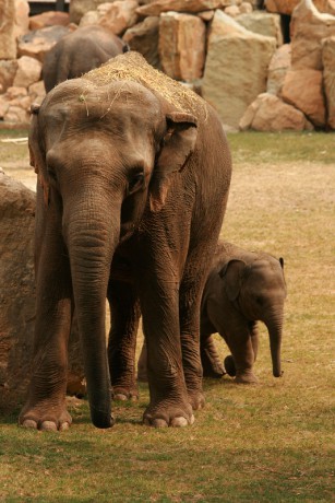 081 Slon indický