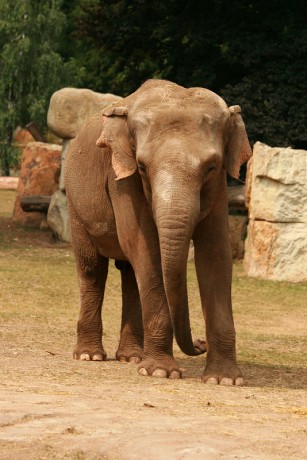 082 Slon indický