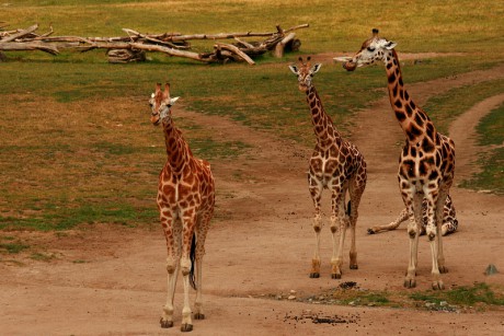 086 Žirafa Rothschildova