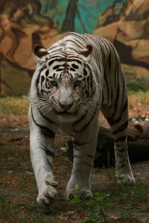 102 Tygr indický - bílá forma