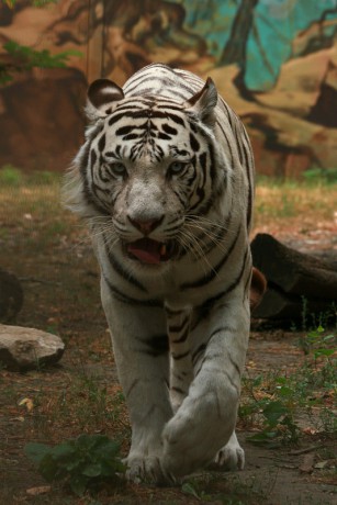 103 Tygr indický - bílá forma