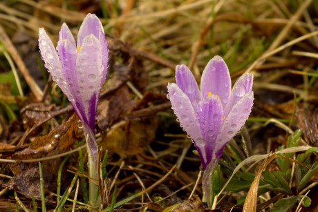 Šafrán bělokvětý - Crocus vernus C2 (02)