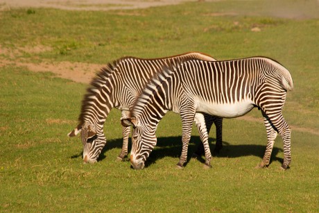 116 Zebra Grévyho