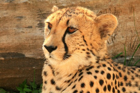 025 Gepard štíhlý