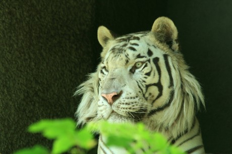 013 Tygr indický - bílá forma