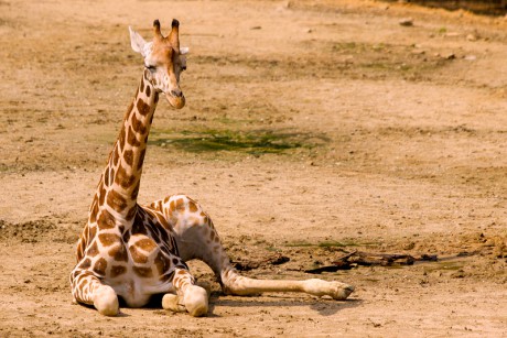 123 Žirafa Rothschildova