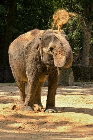 126 Slon indický
