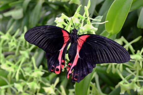 138 Papilio rumanzovia