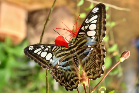 139 Parthenos sylvia violacea