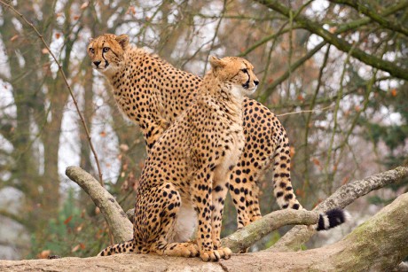 144 Gepard štíhlý