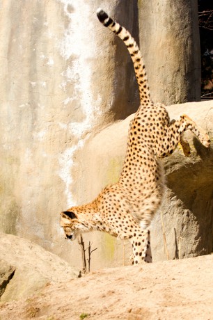 145 Gepard štíhlý
