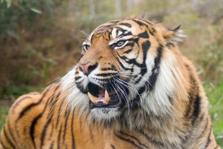 150 Tygr sumaterský