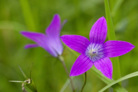 Zvonek rozkladitý - Campanula patula (1)