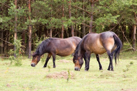 08 Divoký kůň - Exmoorský pony