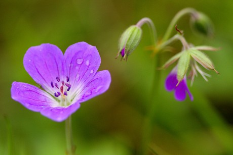 Kakost lesní - Geranium sylvaticum (1)