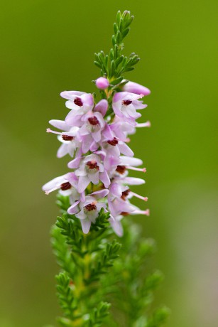 Vřes obecný - Calluna vulgaris (1)