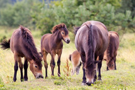 09 Divoký kůň - Exmoorský pony