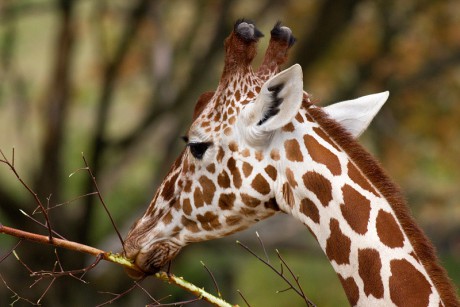 155 Žirafa síťovaná