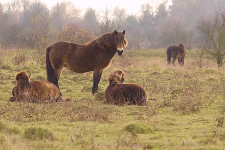10 Divoký kůň - Exmoorský pony