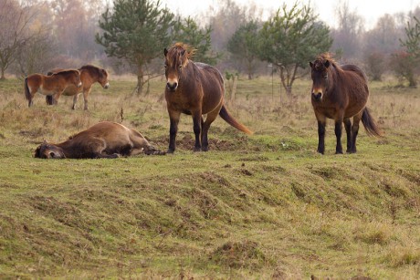 11 Divoký kůň - Exmoorský pony
