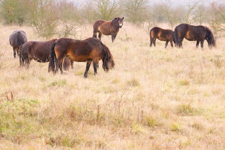 12 Divoký kůň - Exmoorský pony
