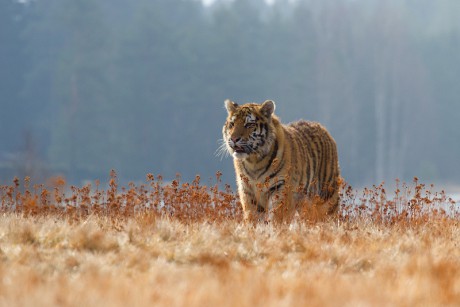 06 Tygr ussurijský