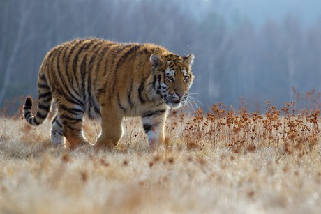 11 Tygr ussurijský