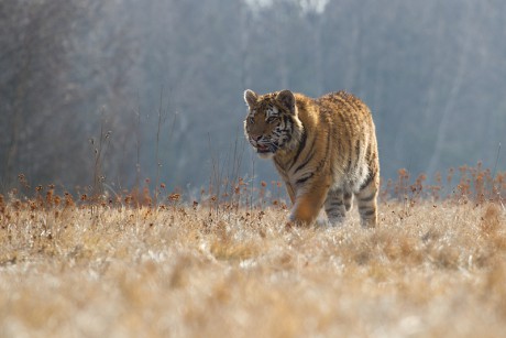 12 Tygr ussurijský