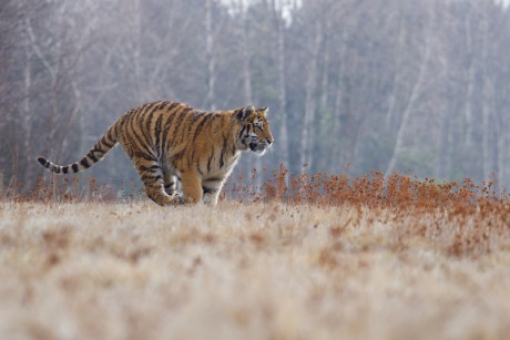 13 Tygr ussurijský