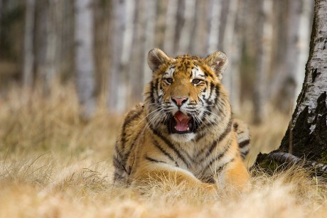 14 Tygr ussurijský