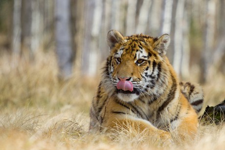 15 Tygr ussurijský