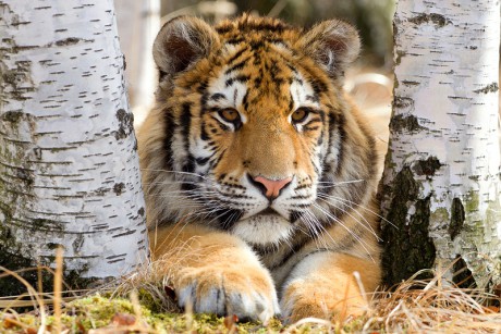 16 Tygr ussurijský