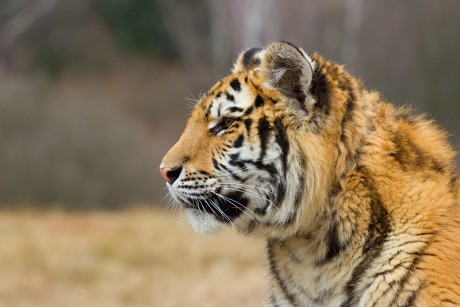 17 Tygr ussurijský