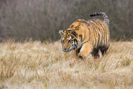 18 Tygr ussurijský