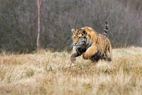 19 Tygr ussurijský
